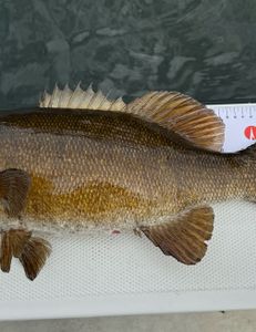 Combo small mouth & lake trout run