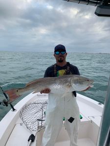 Large Redfish in Cape Canaveral, FL 