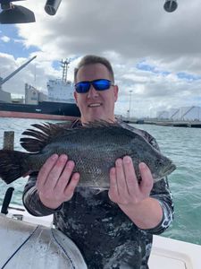 Beautiful Tripletail in Cape Canaveral