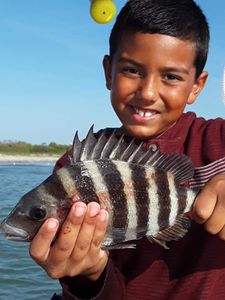 Reeled In a Sheepshead in Cape Canaveral, FL 