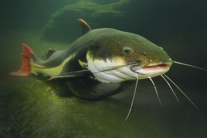 Spring Fly Fishing Adventure with Fly To Fish Guide Service