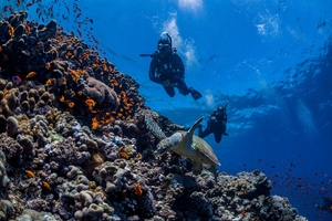 Captivating Coral & Teeming Tuna: A Snorkeling Adventure in Marathon, FL