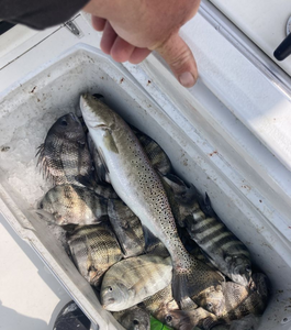 Wanchese, NC Fishing Report
