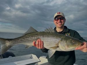 Striped Bass Action Holding Strong Along the Cape