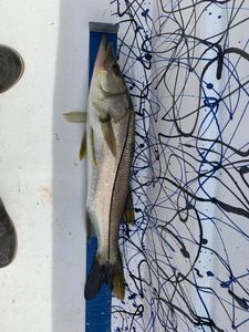 Action-packed inshore bite with Jacks, Bluefish, and Snook on the chase