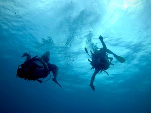 Key Largo Dive Shops Compared – How to Choose the Right Dive Center