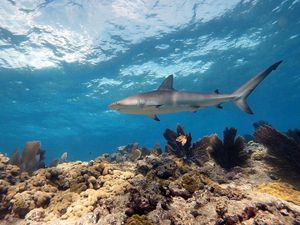 PADI AWARE Shark Conservation Specialty