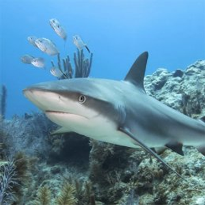 Molasses Reef | Key Largo, Florida Keys