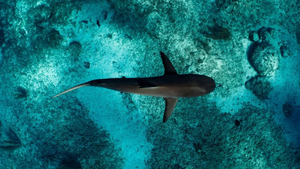 PADI AWARE Shark Conservation Specialty