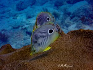 PADI Fish Identification Diver Specialty