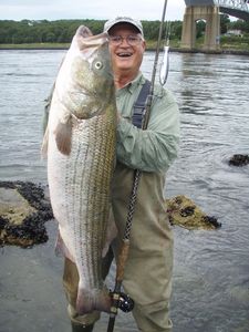 Cape Cod bass bounty captured. 