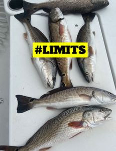 Limits Of The Day 