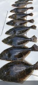 Flounder Season Around the Corner – Open Dates Available!