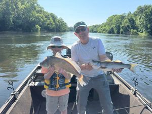 Roanoke River striper run is on now