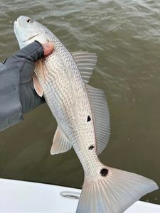 Monster Redfish Madness Unleashed!