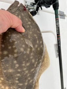 Get a closer look at the flounder I reeled in!