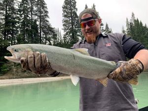 Reeled In Rainbow Trout 