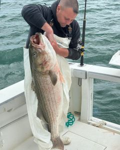 Jersey Giant Striped Bass Crushes the Deck at 56 Inches!