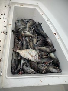 Bottom Fishing in New Jersey