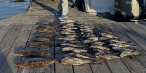 Spadefish and Black Sea Bass Dominate the Chesapeake Bay and Atlantic Wrecks