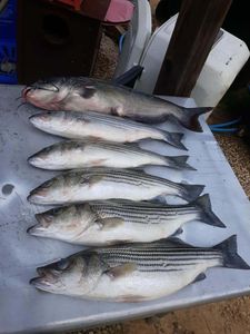 Finest Stripers in Lake Murray