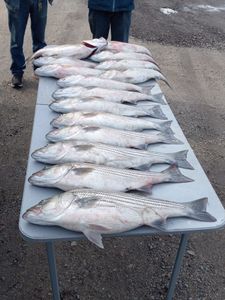 We got busy on the waters - Striped Bass