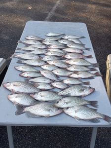 Fruitful catch of Crappie