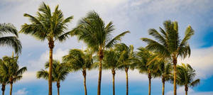 Things To Do In Florida