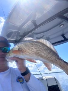 Redfish bites getting back to normal