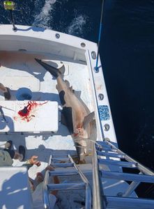 Nonstop Shark Fishing Action with Hard Money!