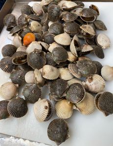 Crystal River Scallops
