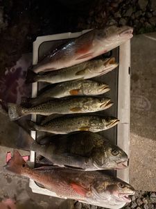 Inshore Trip