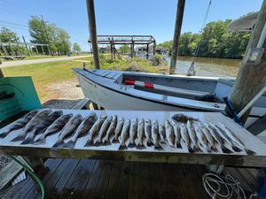 Sneaky Trip, Solid Haul – Trout & Black Drum Were Biting!