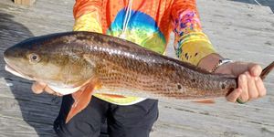 Steinhatchee Fishing Report