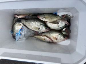 Crappie