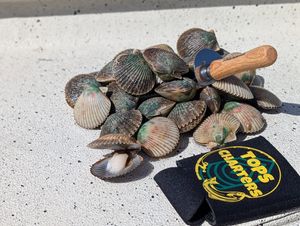 Crystal River Scalloping Charters: Florida's Favorite Summer Hunt