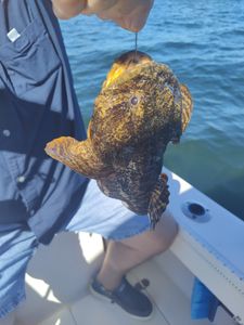 Reeling in the Warwick catch - Oyster toadfish