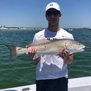 Redfish caught in the Gulf Shores