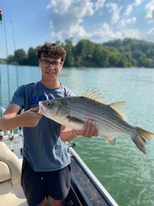 Bass battle on Cherokee Lake!