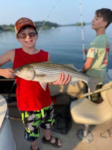 Cherokee Lake's striped bass spectacle!