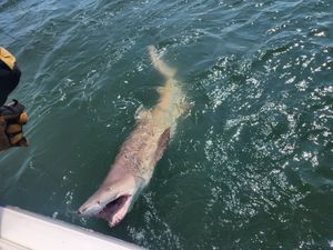 Successful 4-Hour Lewes Shark Fishing Trip