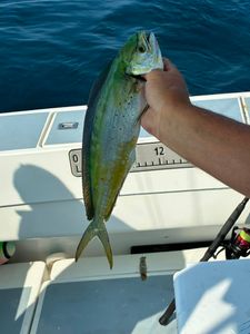 Inshore Mahi Bite Heating Up