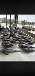 10-Hour Lewes Offshore Fishing Trip With 6 Spots Open