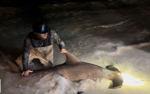 Texas land-based shark fishing
