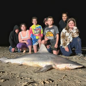 Galveston Sharks: A Fisherman's Dream