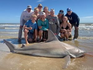 Secure Your 2026 Shark Fishing Adventure