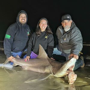 Galveston Waters: Land of Mighty Sharks