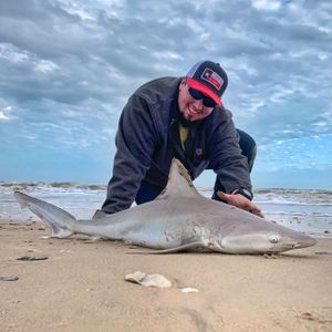 Reel Big Thrills: Shark Fishing Galveston