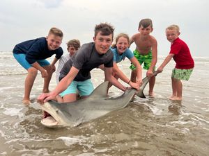 Epic Shark Tales Begin in Galveston