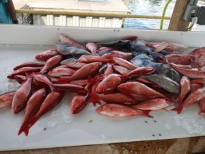 Family & friends offshore day. Big red snapper haul.